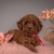 Toy Poodle Safkan Yavrularımız